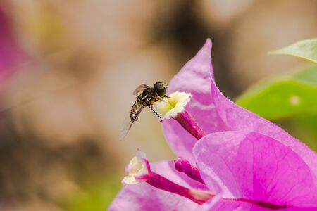 A small bee on a flower, a bee sucking on a nectar on a flower, a bee on a pink flower, a bee on a bougainvillea flowerの写真素材