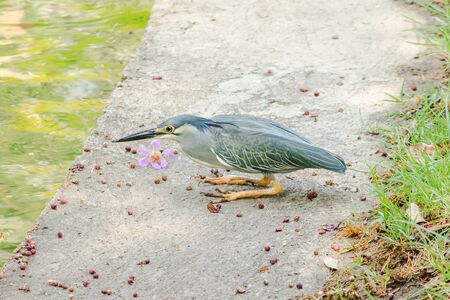 Little Heron, Butorides striata By the pool, Little Heron is a small, slender, long-eared bird in the family of eagles, found in Thailand 20 species.の写真素材