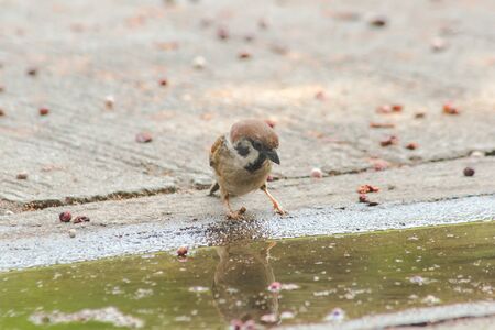 Eurasian Tree Sparrow is on the ground, Eurasian Tree Sparrow has dark brown color on the head and back of the neck. White cheeks have black spots on each cheek.の写真素材