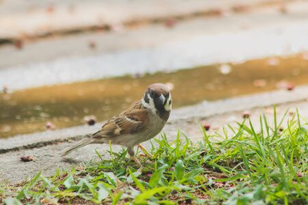 Eurasian Tree Sparrow is on the ground, Eurasian Tree Sparrow has dark brown color on the head and back of the neck. White cheeks have black spots on each cheek.の写真素材
