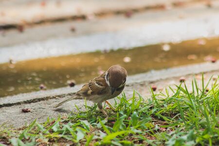 Eurasian Tree Sparrow is on the ground, Eurasian Tree Sparrow has dark brown color on the head and back of the neck. White cheeks have black spots on each cheek.の写真素材
