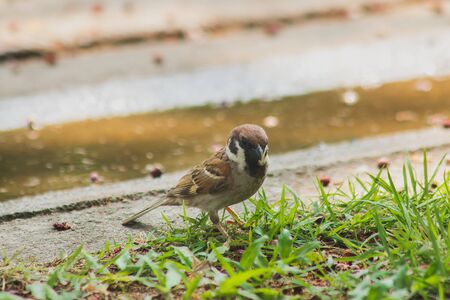 Eurasian Tree Sparrow is on the ground, Eurasian Tree Sparrow has dark brown color on the head and back of the neck. White cheeks have black spots on each cheek.の写真素材