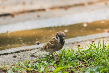 Eurasian Tree Sparrow is on the ground, Eurasian Tree Sparrow has dark brown color on the head and back of the neck. White cheeks have black spots on each cheek.の写真素材