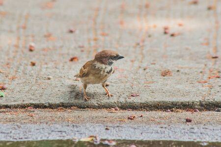 Eurasian Tree Sparrow is on the ground, Eurasian Tree Sparrow has dark brown color on the head and back of the neck. White cheeks have black spots on each cheek.の写真素材