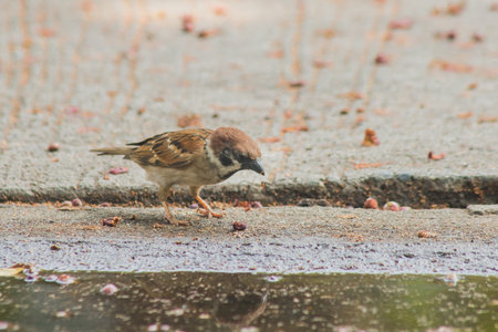 Eurasian Tree Sparrow is on the ground, Eurasian Tree Sparrow has dark brown color on the head and...