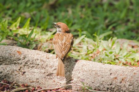 Eurasian Tree Sparrow is on the ground, Eurasian Tree Sparrow has dark brown color on the head and back of the neck. White cheeks have black spots on each cheek.の写真素材