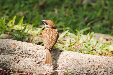 Eurasian Tree Sparrow is on the ground, Eurasian Tree Sparrow has dark brown color on the head and back of the neck. White cheeks have black spots on each cheek.の写真素材