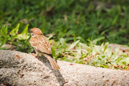 Eurasian Tree Sparrow is on the ground, Eurasian Tree Sparrow has dark brown color on the head and back of the neck. White cheeks have black spots on each cheek.の写真素材