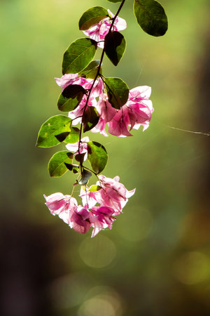 Bougainvillea glabra Choisy, beautiful pink blooming,Bougainvillea glabra Choisy is in the Fuchsia...