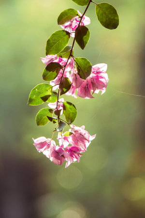 Bougainvillea glabra Choisy, beautiful pink blooming,Bougainvillea glabra Choisy is in the Fuchsia...