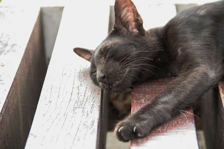 The black cat slept on the wooden floor comfortably.の写真素材