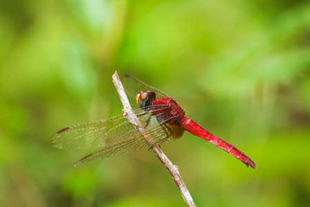 Red dragonfly on the branch Need to spread their wings in the sunの写真素材