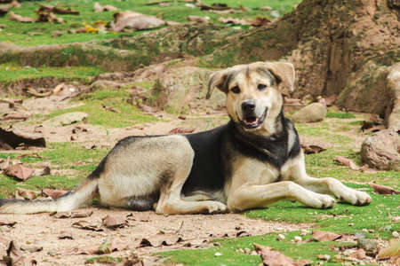 A brown dog lying on the ground, looking at something.の写真素材