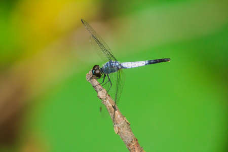 A blue dragonfly on a dry branch To spread wings to rely on the sun to rest the journeの写真素材