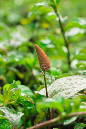 Morning glory leaves sprouted, leaves sprouted in search of sunlight for survival.