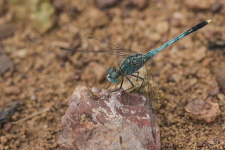 Blue dragonfly on the rock, dragonfly Is an insect that can fly quickly , Dragonflies have big eyes,...