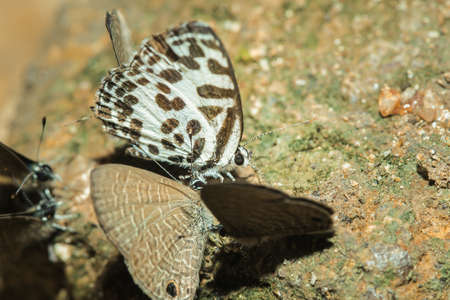 Caleta roxus roxana rocks, Caleta roxus roxana macro in nature, Straight Pierro found in nature.の写真素材