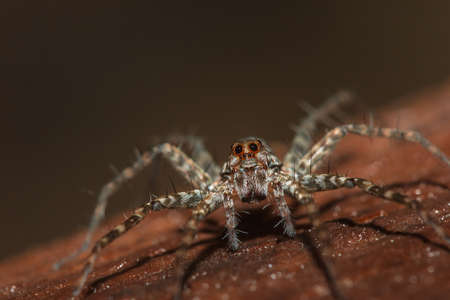 Spider, Lycosidae On the rock, Wolf spiders are members of the family Lycosidae.の写真素材