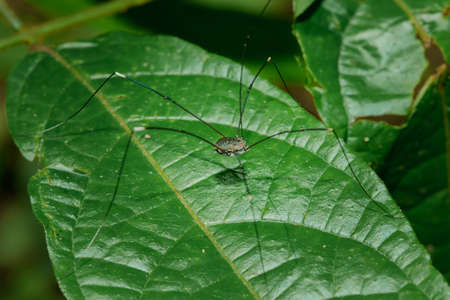 The black long-legged spider (kosynozhka) lives on the leaves in nature. Spread all over the world There are more than 6 thousand species.の写真素材