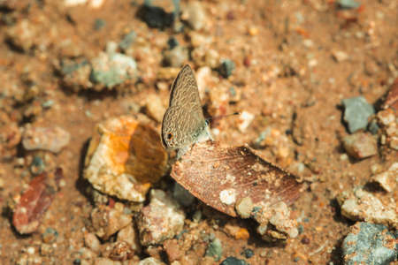 Anthene emolus on foliage, found in open spaces and grasslands, mostly clinging to the ground.の写真素材