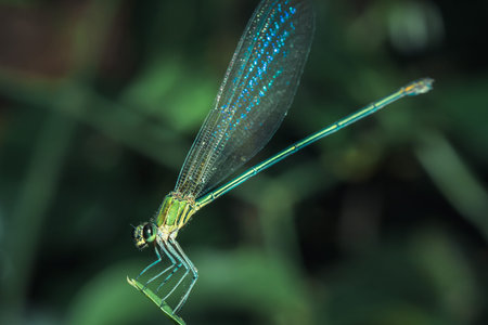 Neurobasis chinensis on leaf, Stream Glory on leaf, Oriental Greenwing on leaf, Chinese Greenwing on...