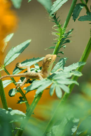 A small yellow chameleon sits on a branch waiting to trap insects for food.の写真素材