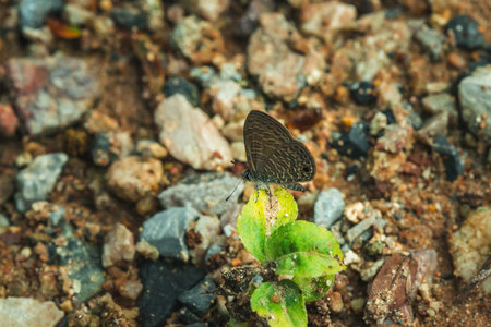 Anthene emolus on foliage, found in open spaces and grasslands, mostly clinging to the ground.