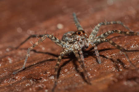 Spider, Lycosidae On the rock, Wolf spiders are members of the family Lycosidae.の写真素材