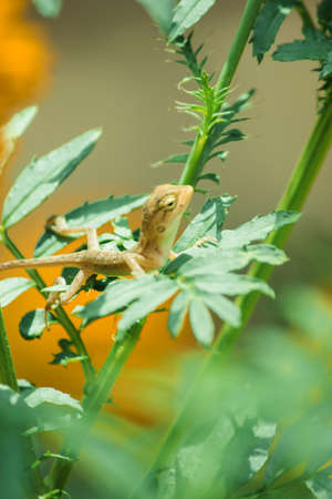 A small yellow chameleon sits on a branch waiting to trap insects for food.の写真素材