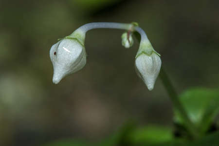 Tiny white flowers in the forest in the rocky gorges, Small white flowers in the forest, Small white flowers in the forestの写真素材