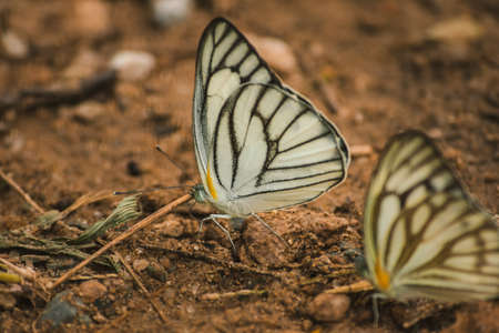 The Green-veined White on the ground is found inhabited around the world. Especially in the tropics Often have yellow and white wingsの写真素材