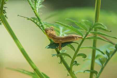 A small yellow chameleon sits on a branch waiting to trap insects for food.