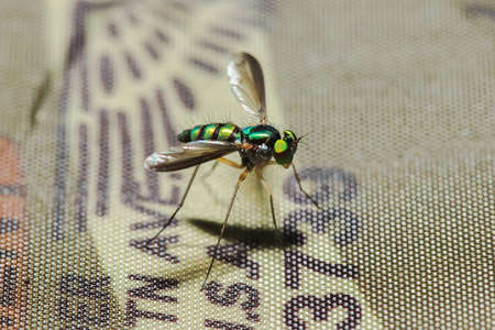 Dolichopodidae (long-legged flies) live in the leaves and grasses with small, green bodies, metal, adult predators. Eat other small insects for foodの写真素材