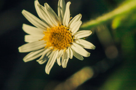Aster ageratoides white flowers with yellow stamens. , Found in northern Thailand on the Chiang Dao mountain rangeの写真素材