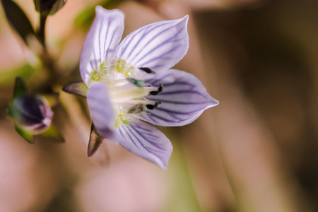 Swertia striata Coll, Gentianaceae White flowers blooming in nature, found in Burma and northern Thailand.の写真素材