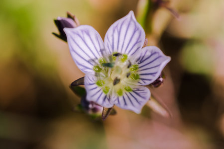Swertia striata Coll, Gentianaceae White flowers blooming in nature, found in Burma and northern Thailand.の写真素材