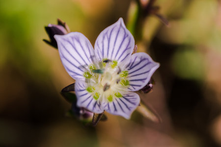 Swertia striata Coll, Gentianaceae White flowers blooming in nature, found in Burma and northern Thailand.の写真素材