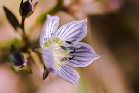 Swertia striata Coll, Gentianaceae White flowers blooming in nature, found in Burma and northern Thailand.の写真素材