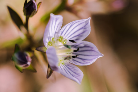 Swertia striata Coll, Gentianaceae White flowers blooming in nature, found in Burma and northern Thailand.の写真素材