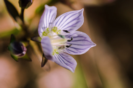 Swertia striata Coll, Gentianaceae White flowers blooming in nature, found in Burma and northern Thailand.の写真素材