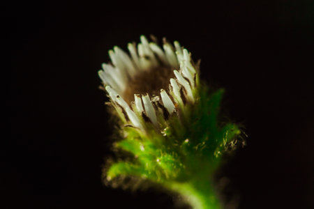Aster ageratoides white flowers with yellow stamens. , Found in northern Thailand on the Chiang Dao mountain rangeの写真素材