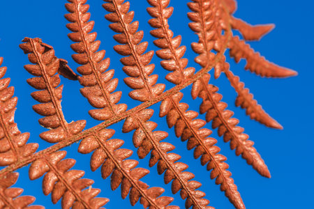 Brown Dry Fern Leaf On Sky Background, Dry Fern Leaf Background.の写真素材