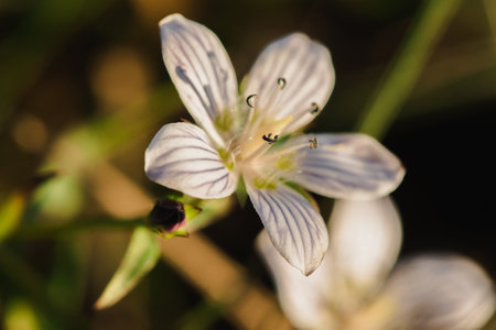 Swertia striata Coll. Beautiful white blooming in nature. Found in Burma and northern Thailand.の写真素材