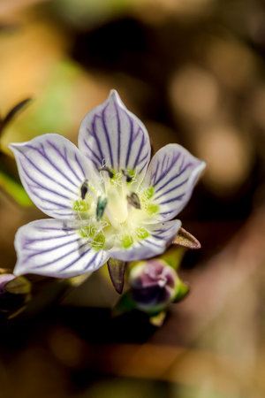 Swertia striata Coll, Gentianaceae White flowers blooming in nature, found in Burma and northern Thailand.の写真素材