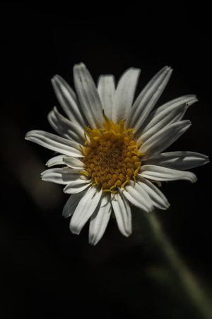 Aster ageratoides white flowers with yellow stamens. , Found in northern Thailand on the Chiang Dao mountain rangeの写真素材