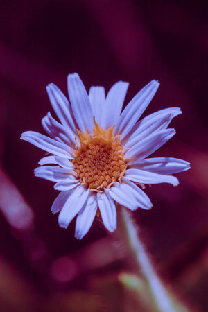 Aster ageratoides white flowers with yellow stamens. , Found in northern Thailand on the Chiang Dao mountain rangeの写真素材