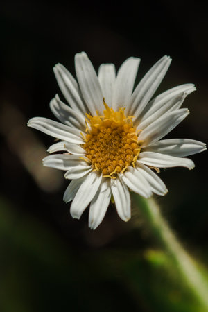 Aster ageratoides white flowers with yellow stamens. , Found in northern Thailand on the Chiang Dao mountain rangeの写真素材