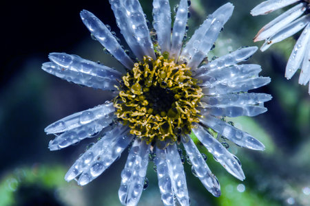 Water droplets on Aster ageratoides blooming white flowers with yellow stamens.の写真素材