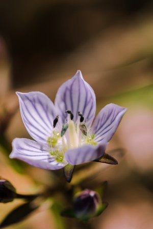 Swertia striata Coll, Gentianaceae White flowers blooming in nature, found in Burma and northern Thailand.の写真素材