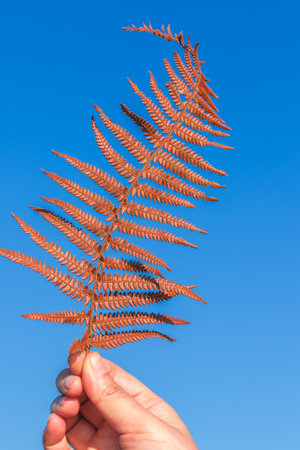 Woman hand holding brown dry fern leaves on sky background,の写真素材